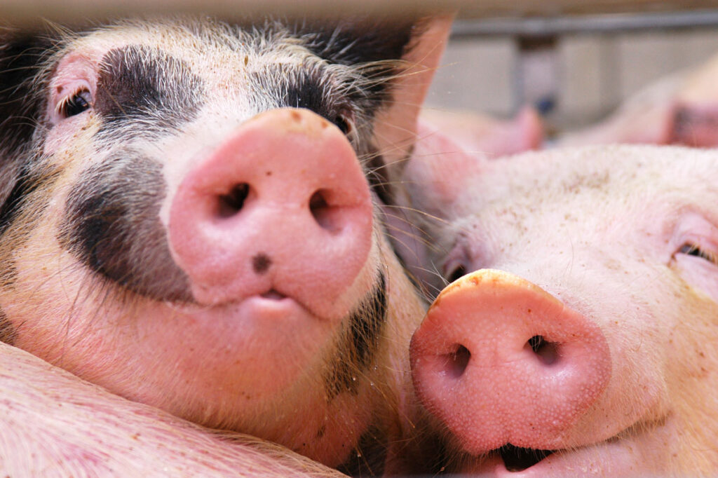 Fritztaler Freilandschwein Shutterstock Fritztaler Freilandschwein Shutterstock