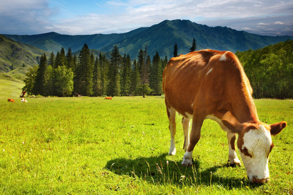 Pongauer Almrind Shutterstock Pongauer Almrind Shutterstock